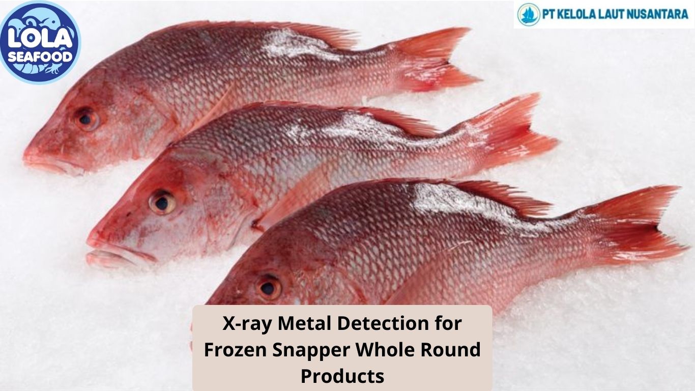 X-ray Metal Detection for Frozen Snapper Whole Round Products